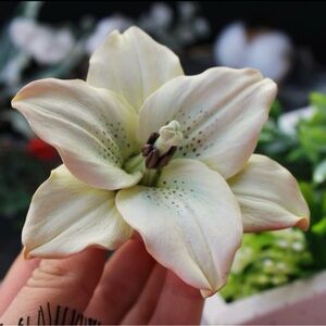 3D Lily Silicone Mold